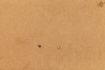 Sand texture. Sandy beach for background. Top view. Natural sand stone texture background. sand on the beach as background. Wavy sand background for summer designs