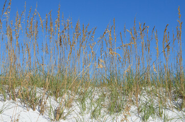 Beach dunes with sea oats
