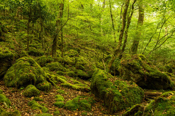 Fototapeta na wymiar 緑一色に染まる原生林の風景