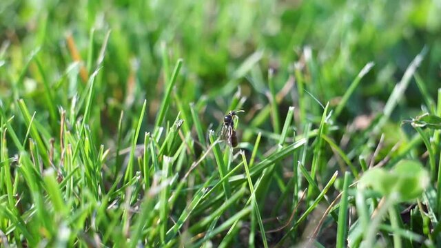 Lasius flavus yellow ant queen taking of green grass in the sunset close up