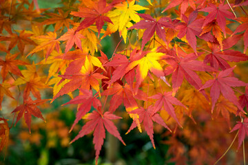 Naklejka na ściany i meble 日本の秋　紅葉の風景