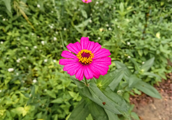 Single magenta-colored zinnia flower