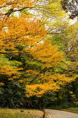 日本の四季　色づく森