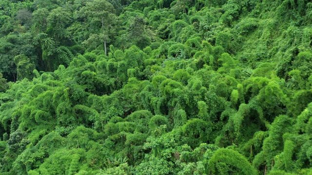 During the rainy season in northern Thailand, an aerial view of the forest amid the beautiful rain covering the tropical rainforest mountains. Thailand's rich forests, which are located in the wet tro