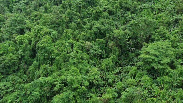 During the rainy season in northern Thailand, an aerial view of the forest amid the beautiful rain covering the tropical rainforest mountains. Thailand's rich forests, which are located in the wet tro