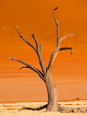 Dead Acacia Tree Against Orange Dunes in Sossusvlei Namibia