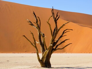 Dead Acacia Tree Against Orange Dunes in Sossusvlei Namibia