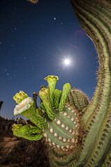 Saguaro cactus blossoms under full moonlight © Tonia