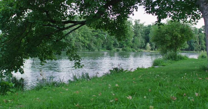 Static shot of the Danube in the city of Ulm, Germany. Tree in the foreground. A few swans swimming at the bank.