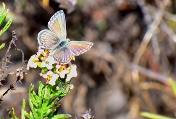 butterfly on a flower