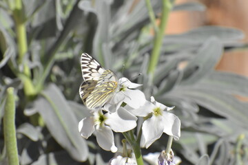 butterfly on a flower
