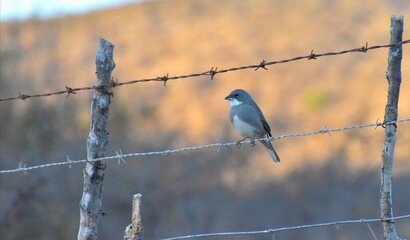 bird on a wire