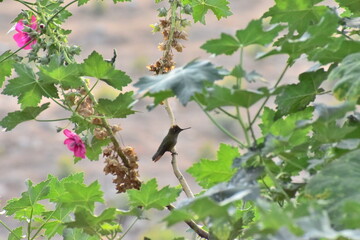 bird on a branch