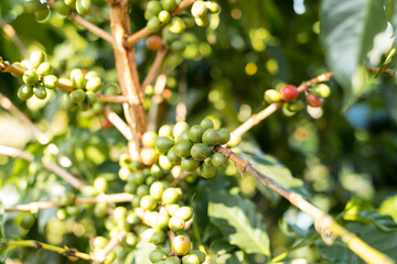 Arabica coffee, green Arabica coffee beans unripe on northern Thailand sources waiting for harvest to process