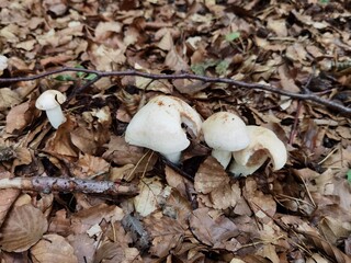 mushrooms in the forest