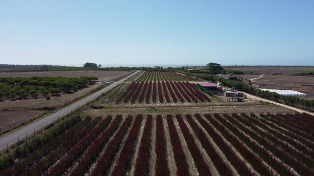 Drone Ascends At Plantation Field Of Red Flowers On Countryside During Summer. Aerial
