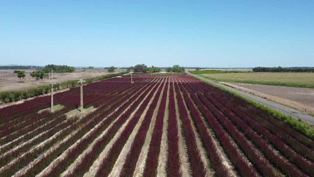 Flying Over Rows Of Red Protea Flowers At Agricultural Plantation In Portugal. Low Aerial
