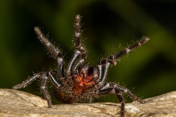 Australian Sydney Funnel Web Spider