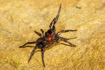 Australian Sydney Funnel Web Spider