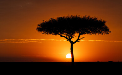 An acacia tree at sunset in Africa 