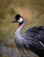 Grey Crowned Crane in Africa  © Harry Collins