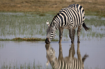 Fototapeta na wymiar A Zebra in Africa 