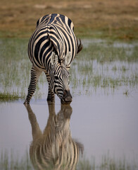 A Zebra in Africa 