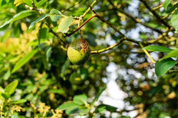 Avocado tree with avocado fruit grow in orchard. avocado garden. Growing Avocado on the tree.