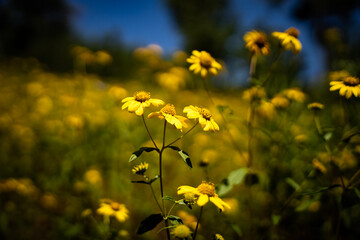 Utah wildflowers 