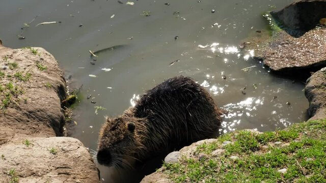 Close-up of adult nutria grooming, cleaning and scratching its fur on a small lily pond
