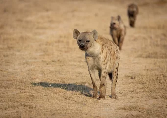 Foto op geborsteld aluminium Hyena A hyena in Africa 