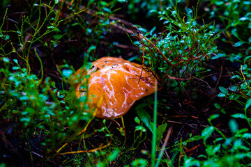 High Altitude Mushrooms - Utah, USA