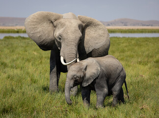 Fototapeta na wymiar An elephant in Africa 