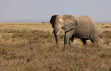 Fototapeta na wymiar An elephant in Africa 
