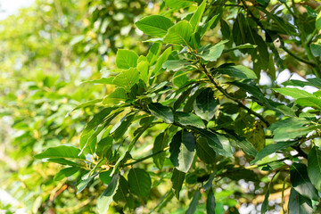 Avocado tree with avocado fruit grow in orchard. avocado garden. Growing Avocado on the tree.