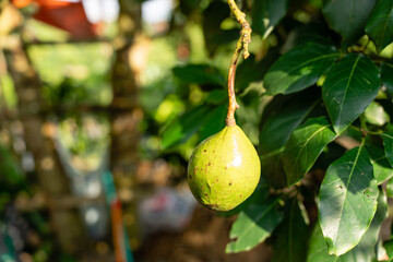Avocado tree with avocado fruit grow in orchard. avocado garden. Growing Avocado on the tree.