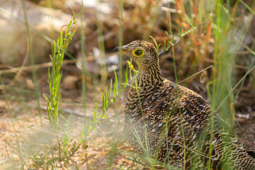 Partridge bird in undergrowth