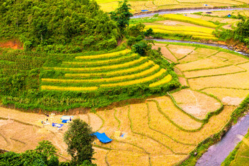 Yellow season in Northwest Vietnam. In autumn the golden rice fields covering the mountains and...