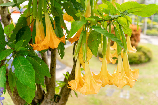 Brugmansia suaveolens, Brazil's white angel trumpet, also known as angel's tears and snowy angel's trumpet.  is a species of flowering plant in the nightshade family Solanaceae