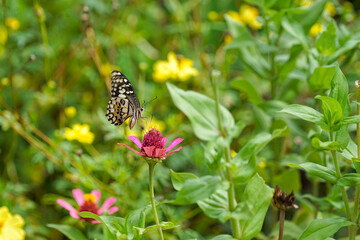 butterfly on a flower