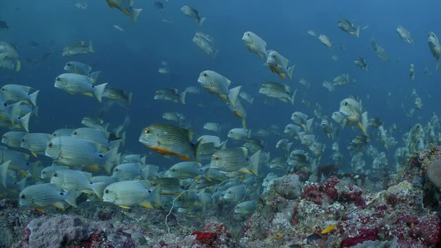 Huge school of tropical fish (Sailfin Snapper) spawn in strong current