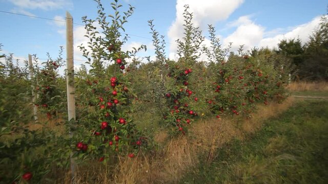 Growing apples. Apple orchard with apples. Apple garden. Apple trees with red apples. Ukrainian apples. 