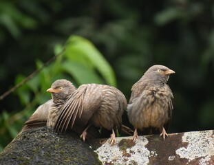 Group of happy robins sitting on the top a roof
