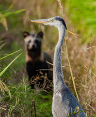 小牧山城の見える農業地域の自然
アオサギとハクビシン