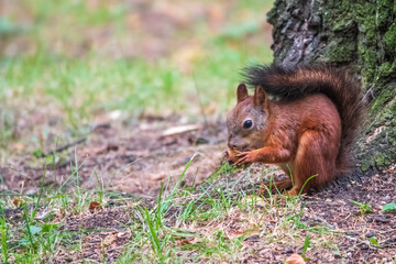 Naklejka na ściany i meble Squirrel in summer with nut on green grass under a big tree