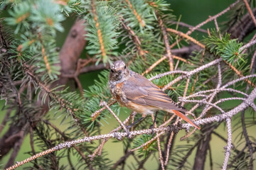 The common redstart, Phoenicurus phoenicurus, young bird, is photographed in close-up sitting on a branch against a blurred background.