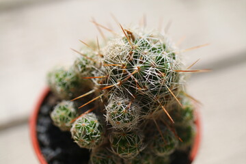 Mammillaria elongata © Perovskia
