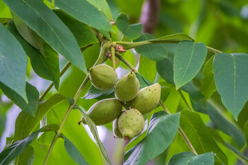 Manchurian walnut, lat. juglans mandshurica, ripe fruits on the tree