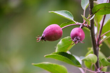 Apple tree branches with red apples and green leaves in late summer