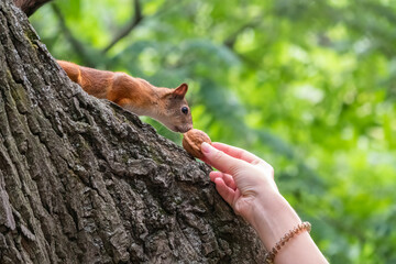 A woman feeding a squirrel in the summer park